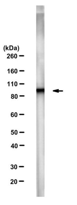 Acetyl β-Catenin (Lys49) Rat anti-Human, Clone: mAb-K49-Ac, MilliporeSigma™